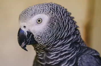 Exotic African Grey Parrot – Talking & Healthy