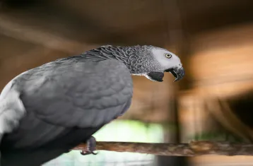 Exotic African Grey Parrot – Talking & Healthy