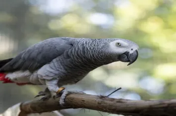 Exotic African Grey Parrot – Talking & Healthy